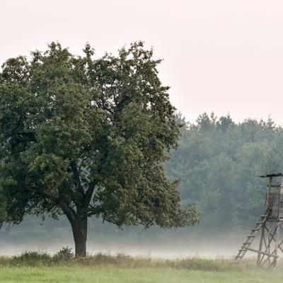 Szalafo 3